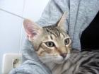 Knuffiger Tigerkater Castle