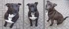 Rocco 1 Jahr alt leider aus prviaten Gründen abzugeben