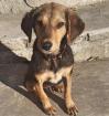 Filou sucht ein passendes Zuhause