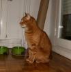 Pancho roter Kater sucht Zuhause