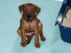 Deutscher Pinscher Welpen