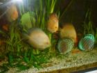 Suche Diskus White Diamond / Blaukopfheckel