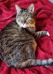 LUCY - europäische Hauskatze - 16 Jahre - Tierhilfe-Franken e. V.