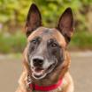 EMMA INDIANA - Malinois - 4 Jahre - Tierhilfe-Franken e. V.
