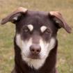 Bluna - Husky-Mix-Weimaraner - 8 Monate - Tierhilfe-Franken e. V.
