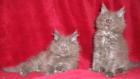 XXL cream und blue smoke Maine Coon Kitten