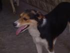 Dringend Pflegestellen gesucht