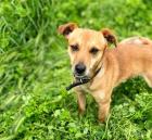 Sid sucht ein passendes Zuhause