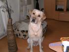Labrador Rüde 5 Jahre sucht weibchen zum Decken