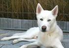 Husky schneeweiß nicht kastriert