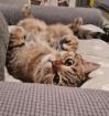 Wir suchen 2 Babykatzen