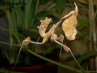 SUCHE IDOLOMANTIS DIABOLICA