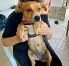 Koulou sucht ein passendes Zuhause