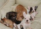 Französische Bulldogge