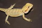Bartagamen Farbbartagame