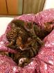 Bengalkatze erwachsen