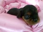 Wunderschöne Cavalier-King-Charles-Spaniel Welpen in ruby black tan aus veran