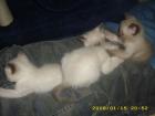 Siam/Thai-Katerchen abzugeben