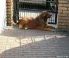 Peggy Retriever Mix sucht schon soooo lange eine Familie