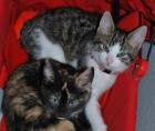 Liebevolle zuverlässige Katzenbetreuung PLZ 40789
