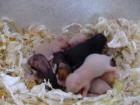 Goldhamsterbabys abzugeben