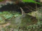 Engelswels Pimelodus pictus abzugeben