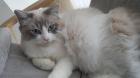 Ragdoll Traumkitten suchen neues Zuhause auf Lebenszeit.