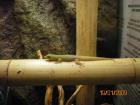P. laticauda laticauda Goldstaub-Taggecko