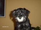 Zwerg-Schnauzer Welpe Hündin Farbe Schwarz-Silber