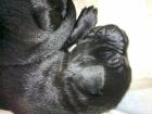 Reinrassige Labrador welpen 5weibchen 4rüden schwarz