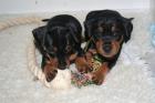 Deutsche Pinscher schwarz-rot Körzucht