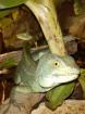 Zwei Stirnlappenbasilisken Basiliscus plumifrons