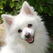 DAFFY - Kleinspitz - 2 Jahre - Tierhilfe-Fanken e. V.