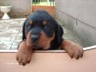 Rottweiler welpe