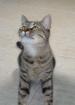 Liebe Grautigerkatze Loba