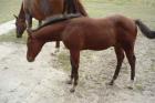 Top QH- Fohlen