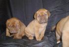 Bordeaux Doggen