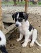 Lasse sucht ein passendes Zuhause