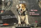 Modis Gesucht
