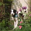 LOONEY 9 Monate alt - sucht neues Zuhause