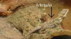 Verkaufe 1. 0 Pogona Vitticeps