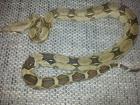 Boa c. imperator weibchen