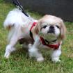 OPI ROCKY - Tibet-Spaniel - 13 Jahre - Tierhilfe-Franken e. V.