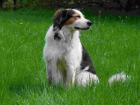 Spitzmischling sucht neues Zuhause