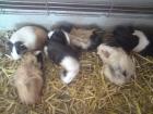 Meerschweinchen zu Verschenken.