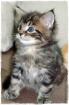 COONIE SCHMUSEBUB sucht.