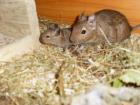 6 Degus zu verkaufen 2 weibchen 4 männchen aus Oderberg