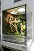 Terrarium für Pfeilgiftfrösche - Paludarium unser Typ P06