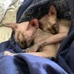 LILLI und LUCI - Canadian Sphynx - 6 Jahre - Tierhilfe-Franken e. V.