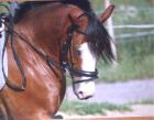 Biete eine RB an deutschen Reitpony in Bochum-Gerthe